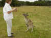 kangaroo.jpg (179092 bytes)