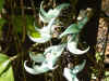 orchids.jpg (126483 bytes)