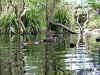 Video clip of ducks at Taronga Park Zoo