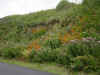 wildflowers.jpg (309570 bytes)